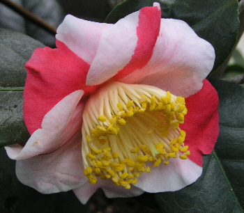 2009-02-23 12-05-49 - P2230167