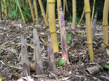 P5061461