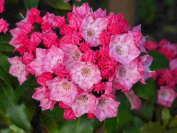 P5291329