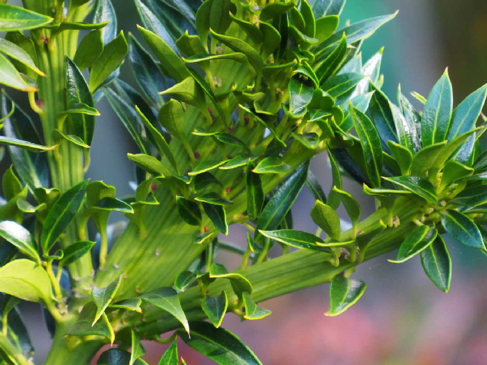 PA260004 PA260004