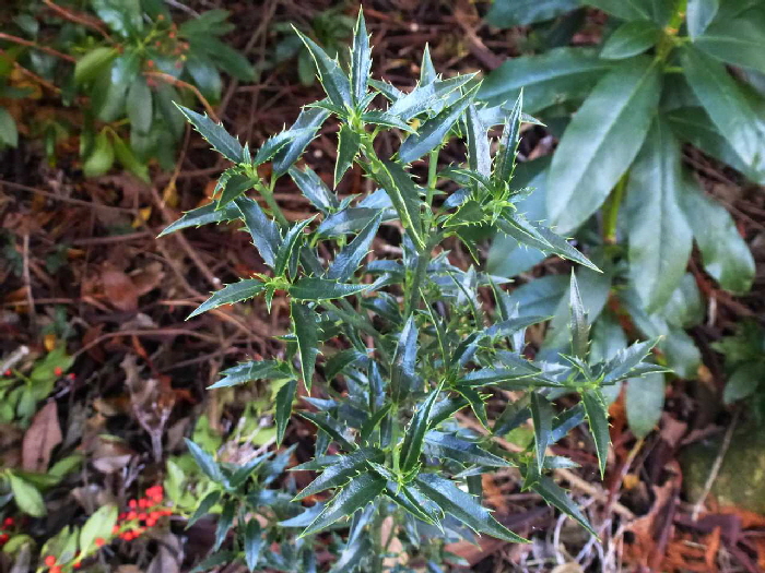 P1050665