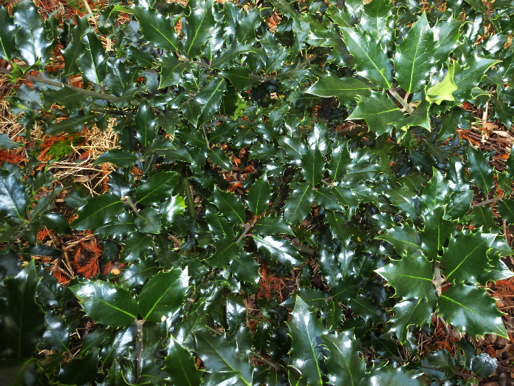 P1050669