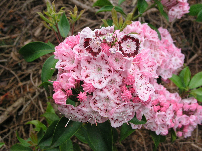 P5221993 P5221993