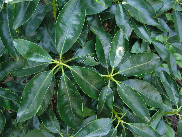 P6050943