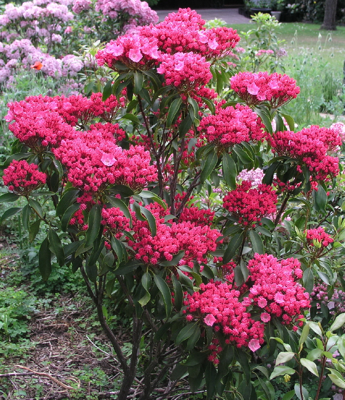 P6080042 A