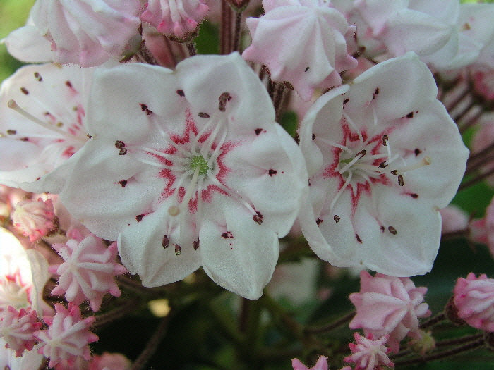 2009-05-22-10-08-53---P5222528