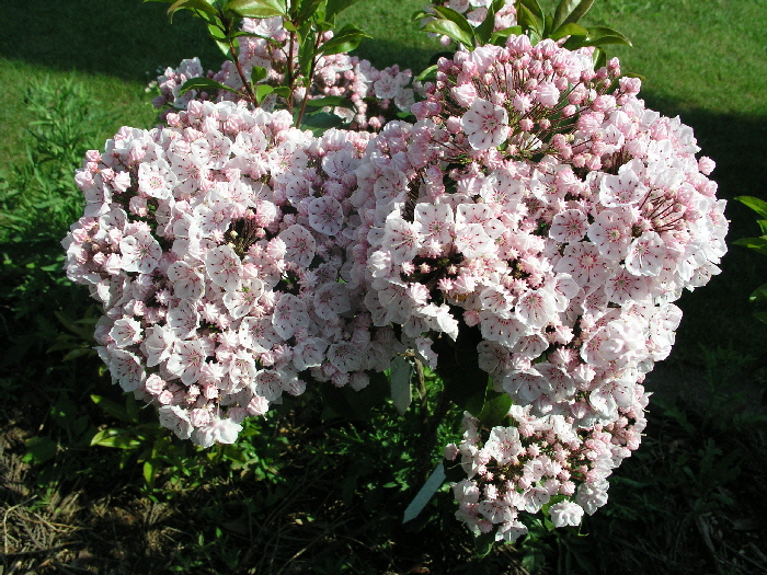 2009-05-22-10-10-36---P5222540