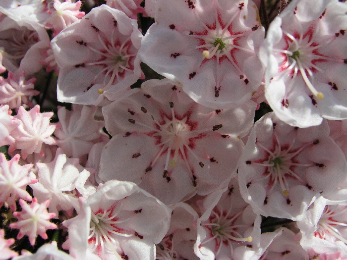 2009-05-22-10-11-43---P5222546