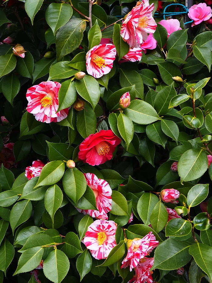 P3310883 P3310883