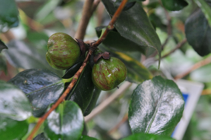 DSC_6518 DSC_6518
