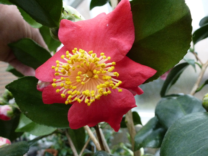 P1000230 P1000230