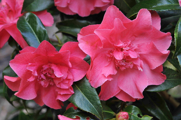 DSC_5959 DSC_5959