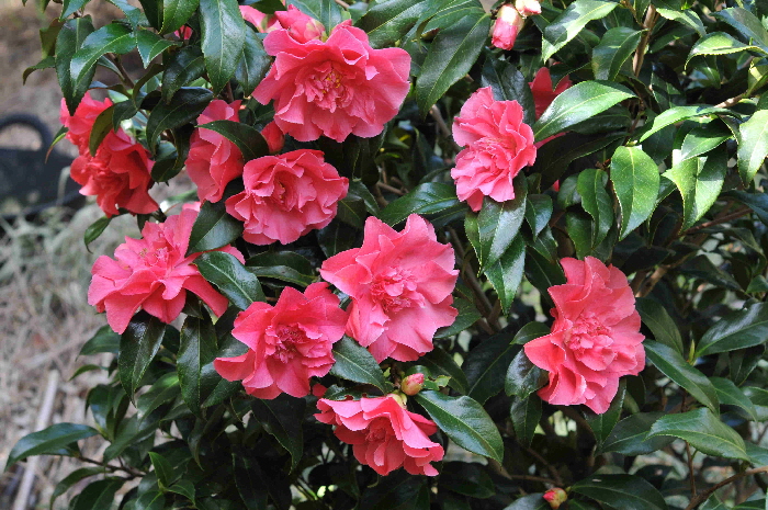 DSC_5960 DSC_5960