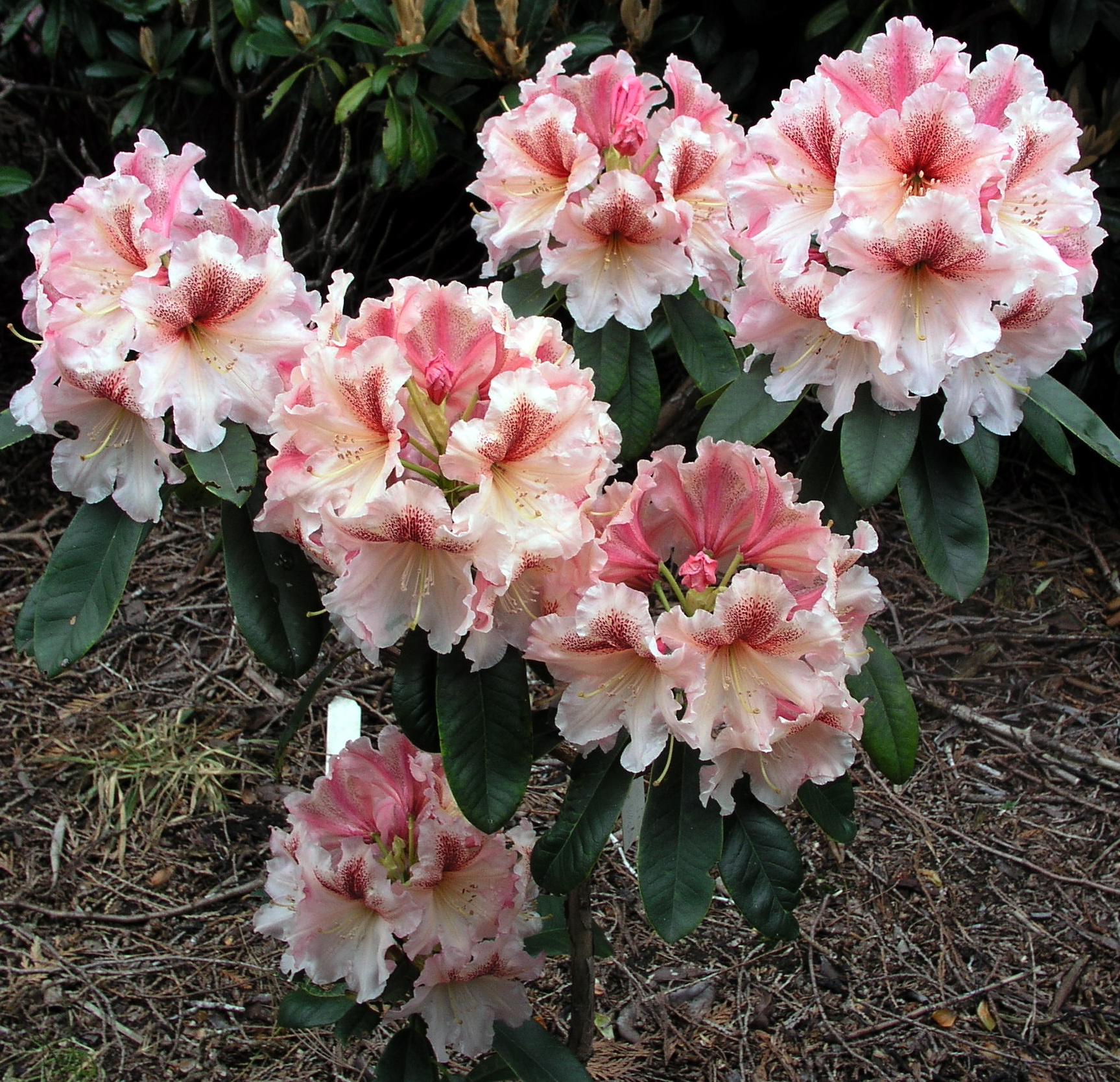 P5262028
