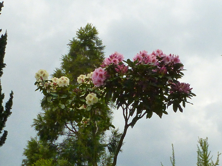 P1050130 P1050130