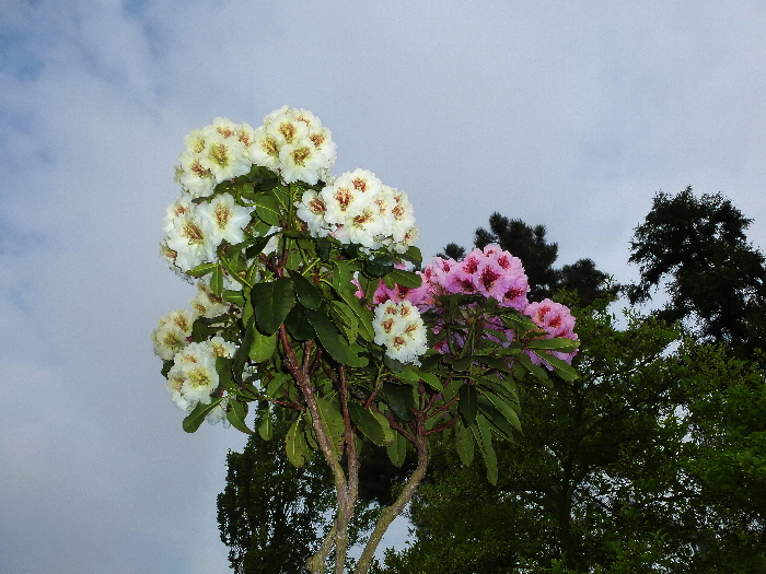 P1030155 P1030155