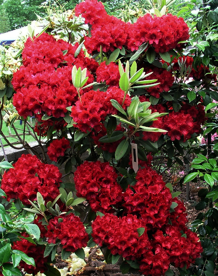 P5292098