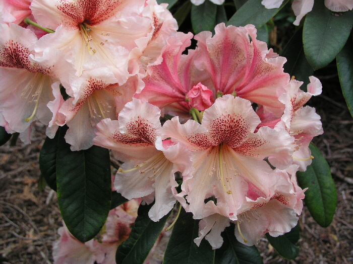 P5262037