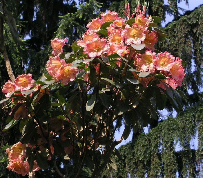 2009-05-01 10-51-55 - P5011635