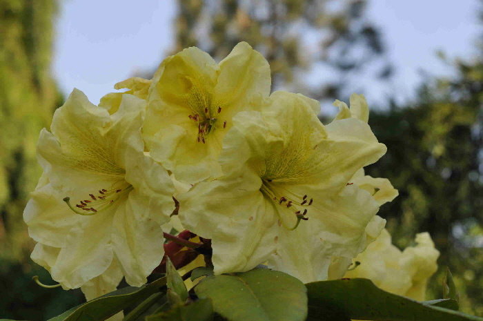 DSC_4725 DSC_4725