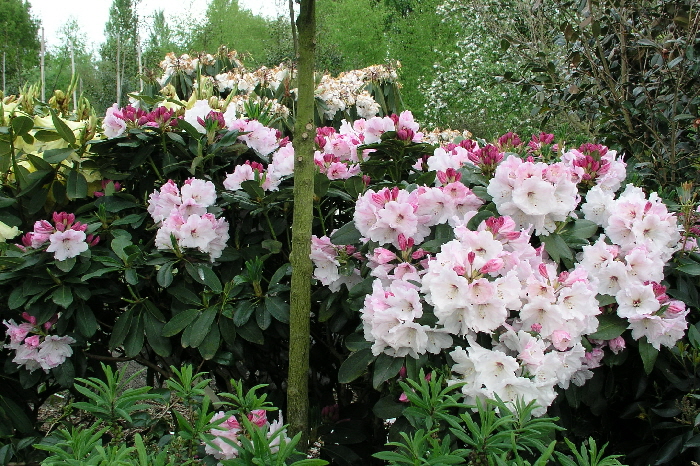 2009-04-26 16-38-46 - P4261142