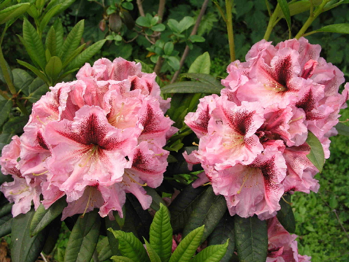 2009-05-21 11-00-06 - P5212420