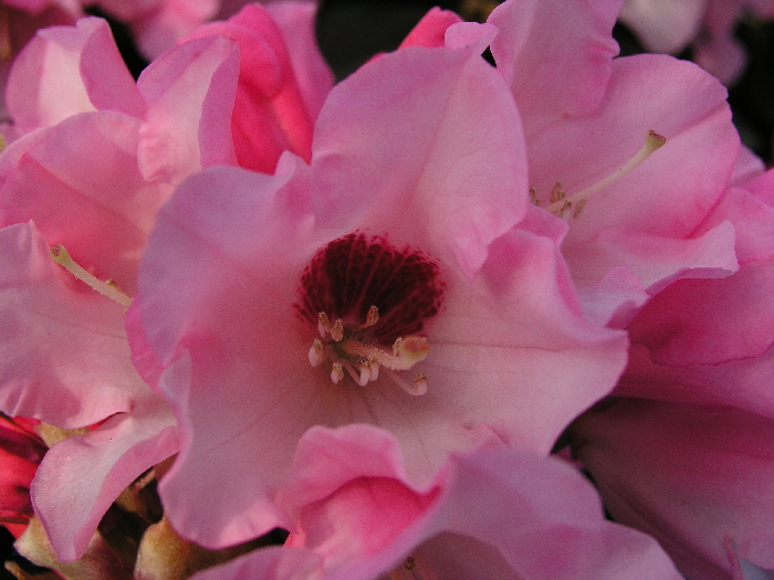 P4190287