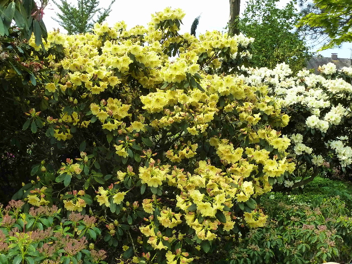 P1030437