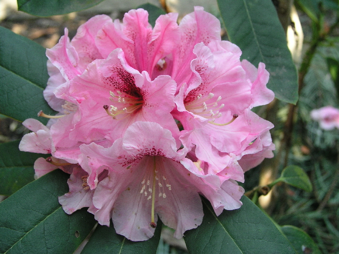 P6260865