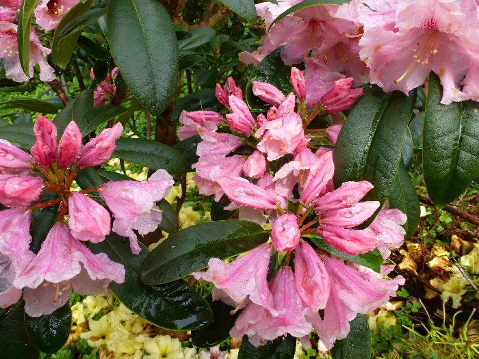 P1030705