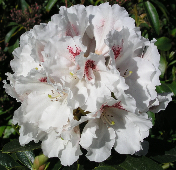 P5010178