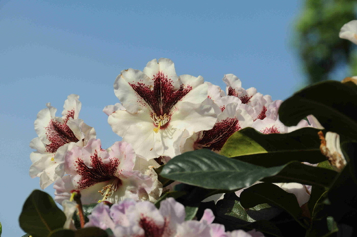 DSC_0525 DSC_0525