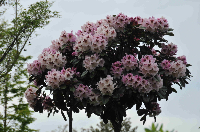 DSC_5212 DSC_5212