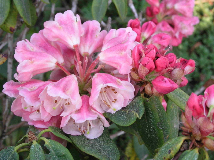 P4230258