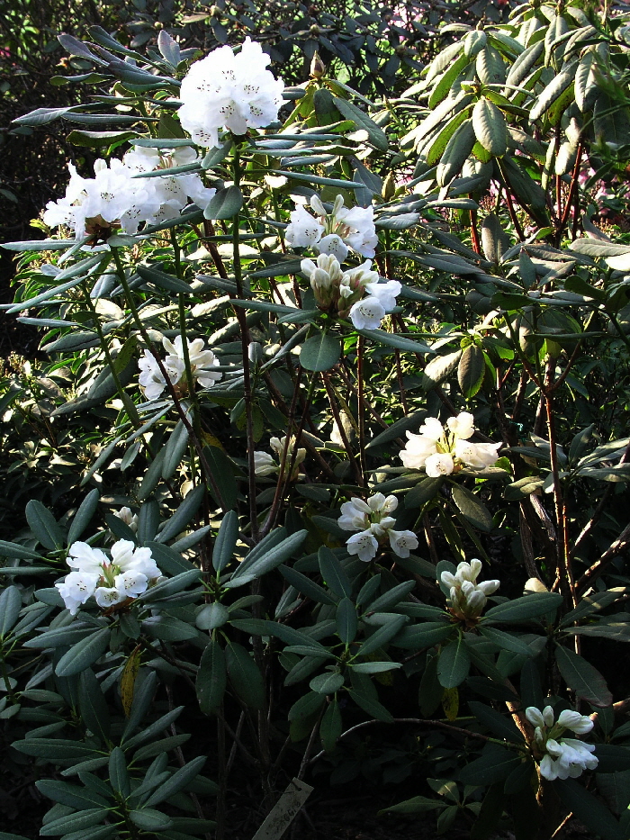 P4230222